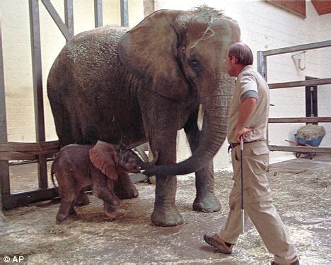 Operation Frozen Dumbo 3: Collecting elephant semen to ...